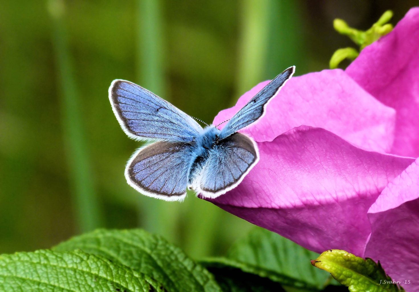 Valokuvaaja: Jaana Svahn