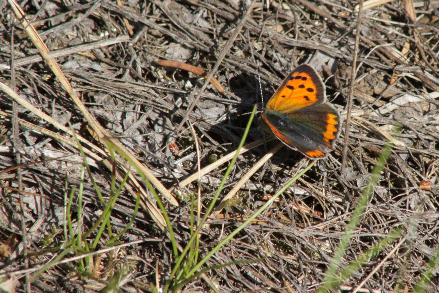 Valokuvaaja: Päivi Salonen