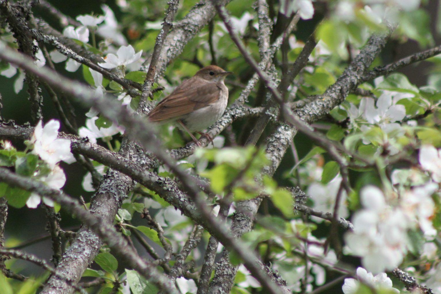 Valokuvaaja: Päivi Salonen