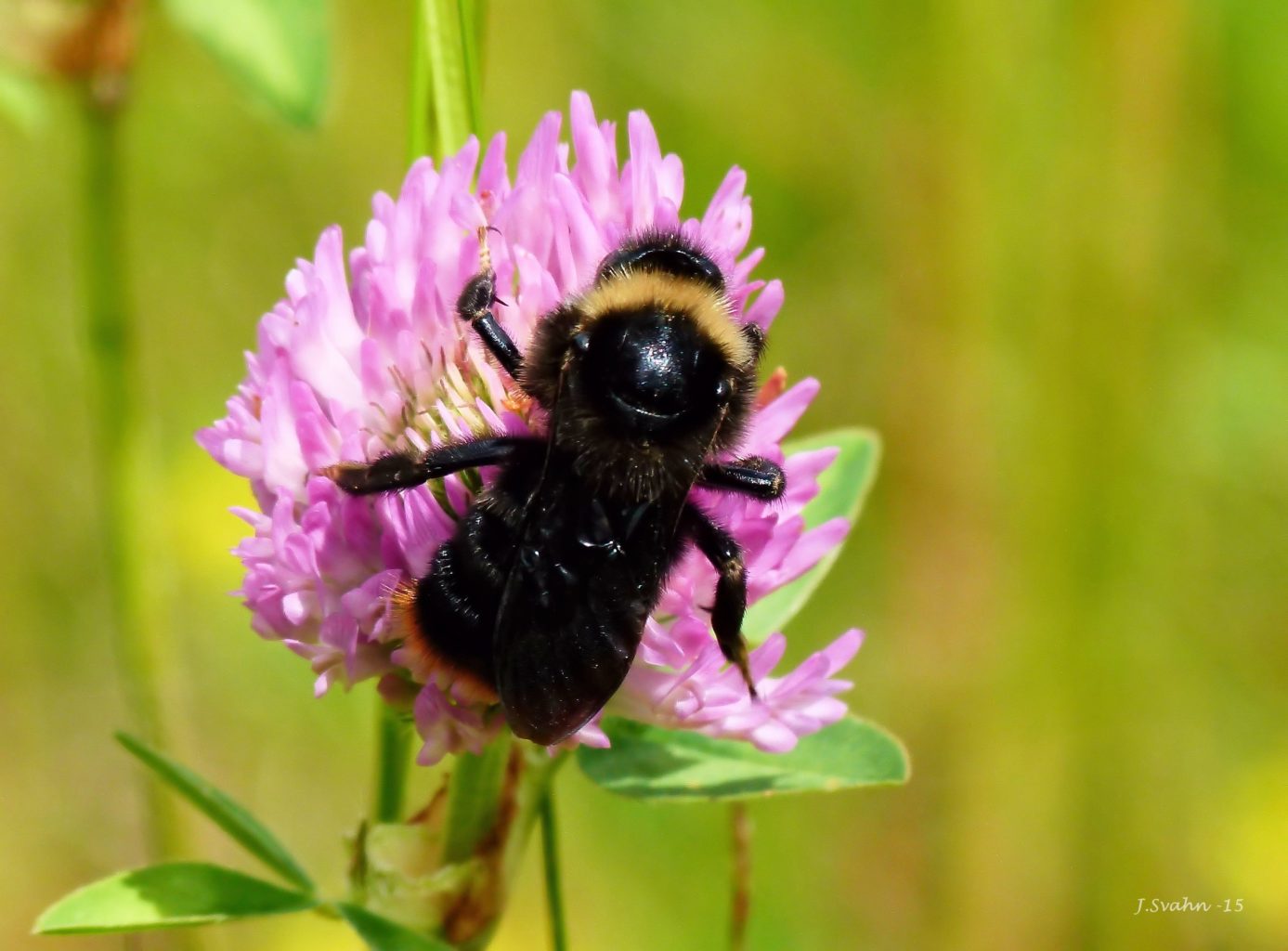 Valokuvaaja: Jaana Svahn