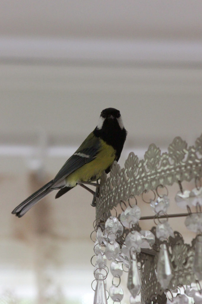 Valokuvaaja: Tuulia Verronen