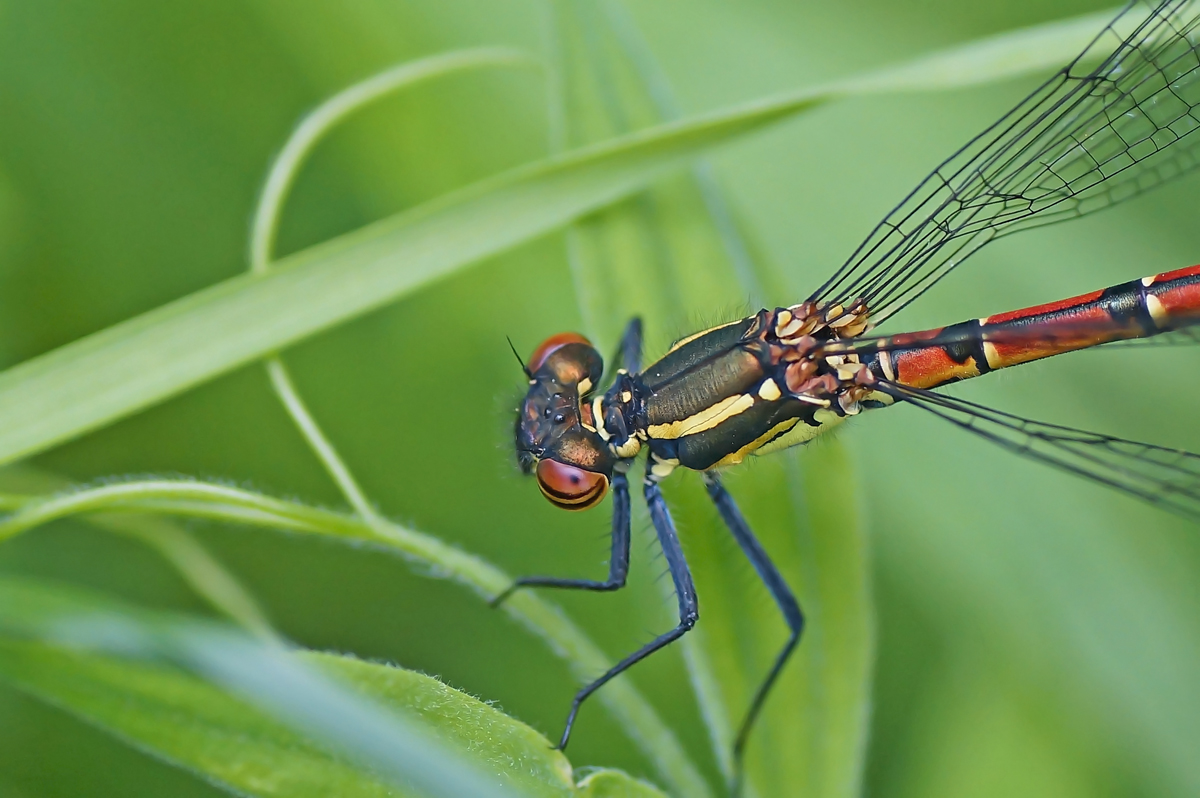 Valokuvaaja: Juhani Harkas