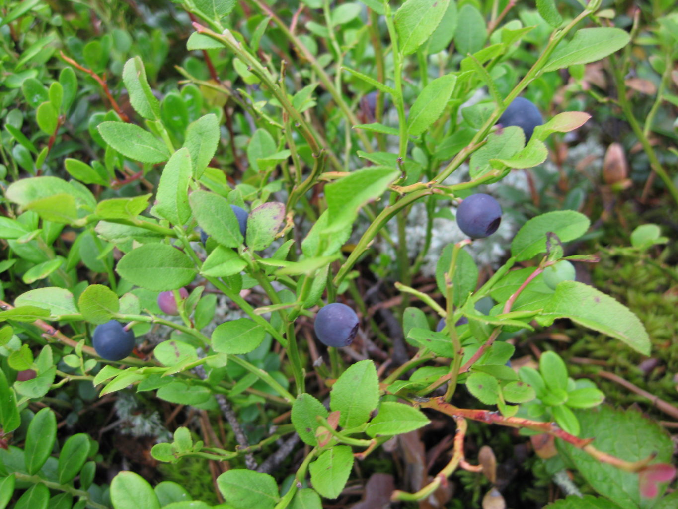 Valokuvaaja: yrjo lukkari