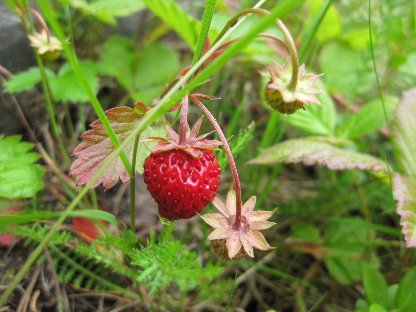 Valokuvaaja: yrjo lukkari