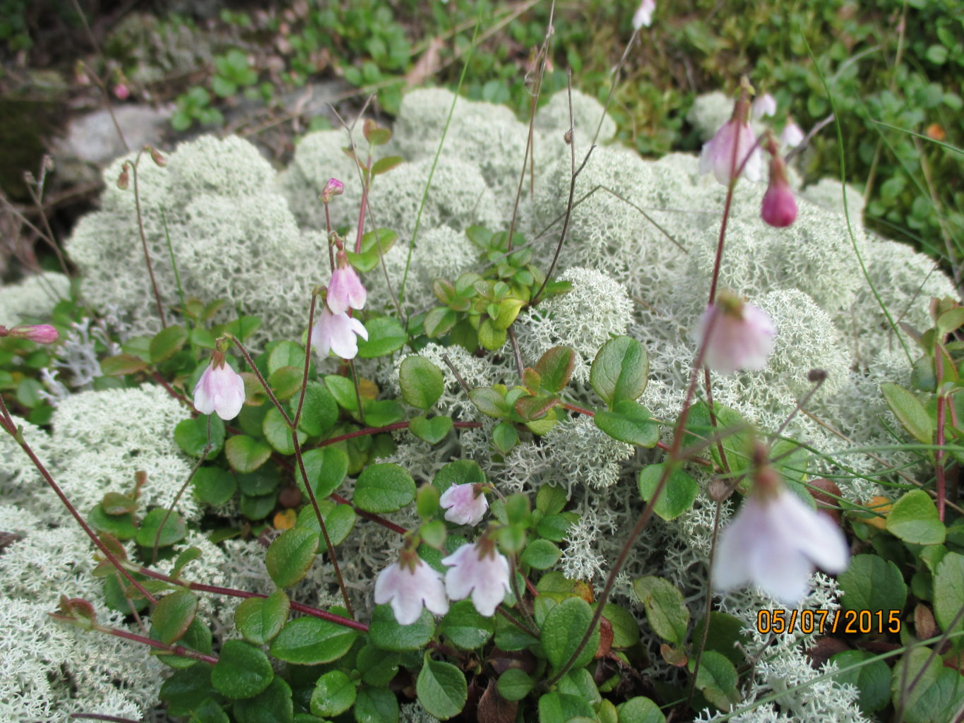 Valokuvaaja: yrjo lukkari