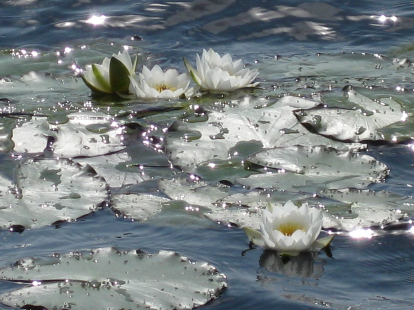 Valokuvaaja: yrjo lukkari Valokuvaaja: yrjo lukkari