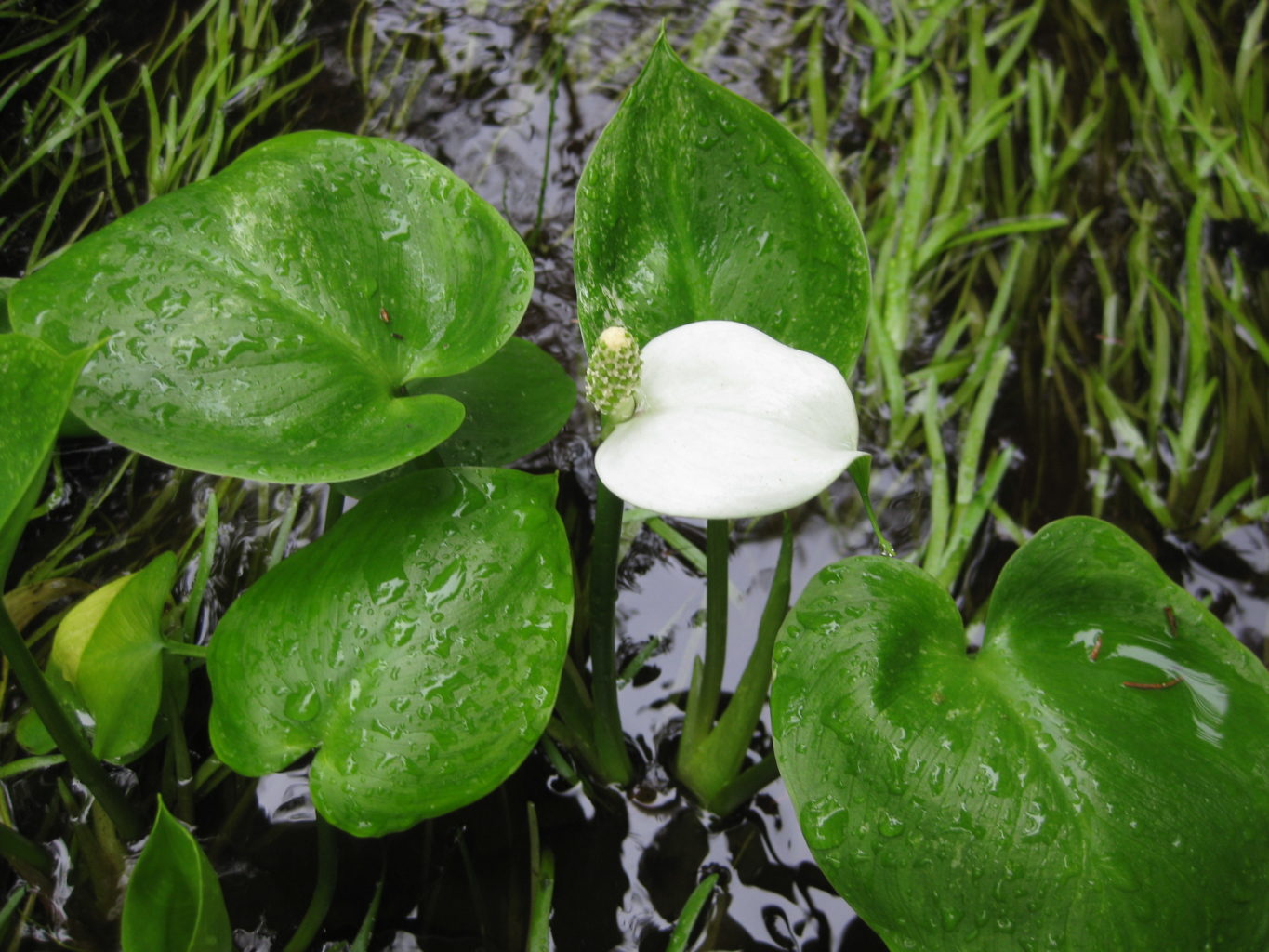 Valokuvaaja: yrjo lukkari Valokuvaaja: yrjo lukkari