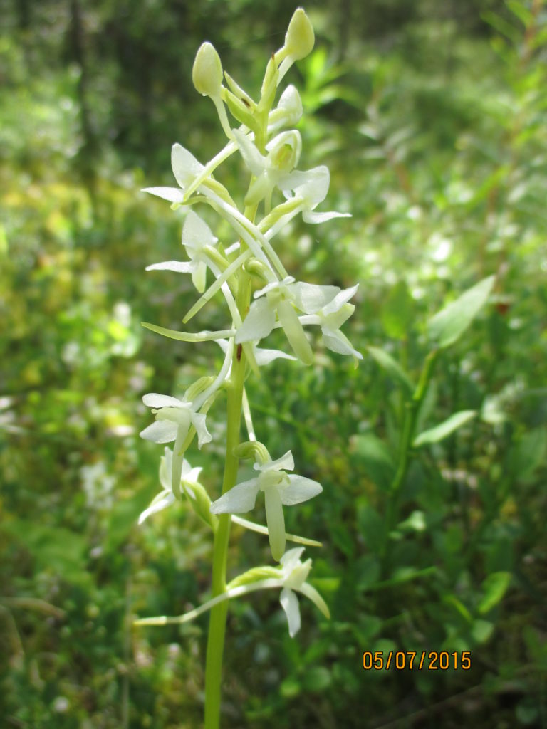 Valokuvaaja: yrjo lukkari