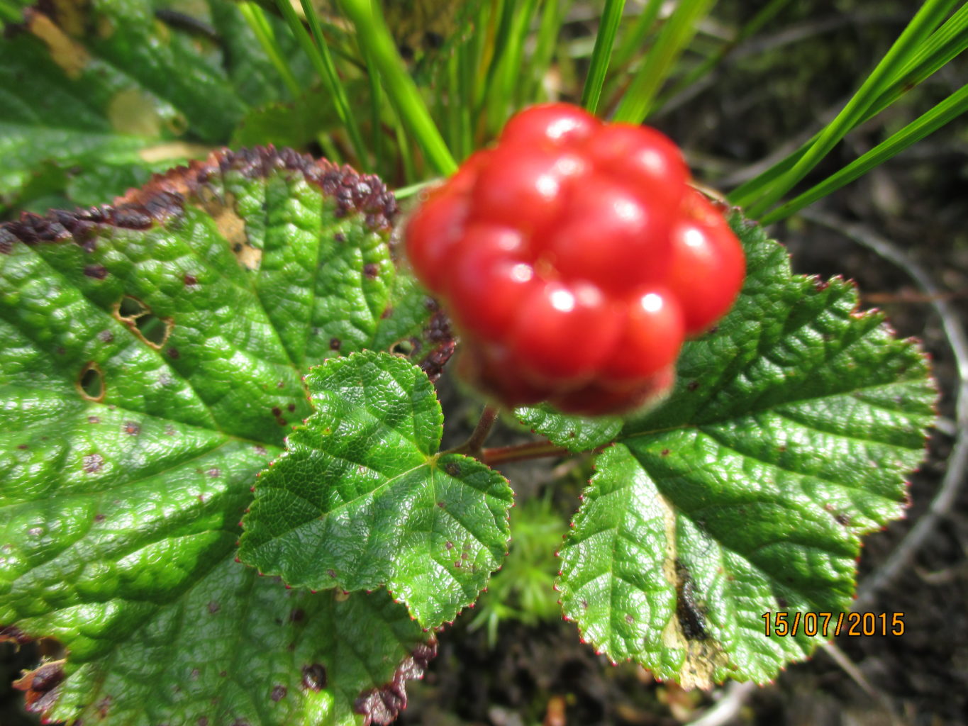 Valokuvaaja: yrjo lukkari