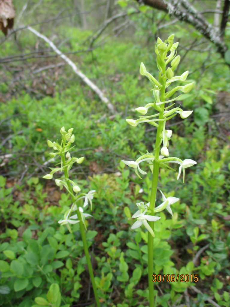 Valokuvaaja: yrjo lukkari