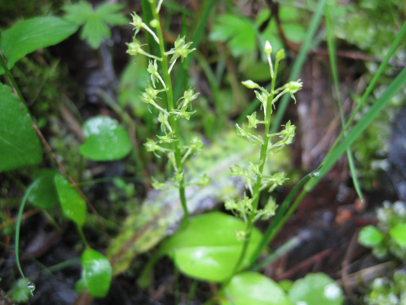 Valokuvaaja: yrjo lukkari