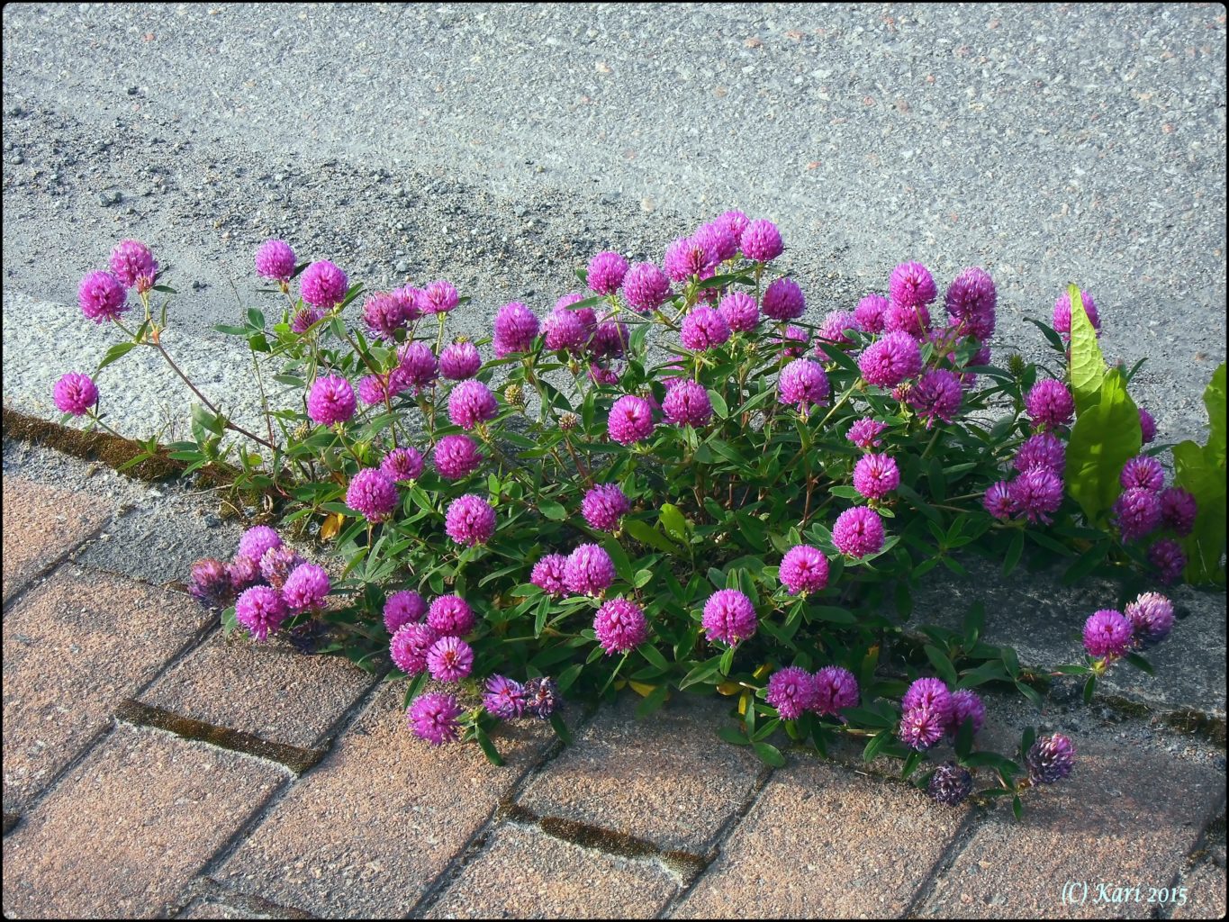 Valokuvaaja: Kari Saarinen