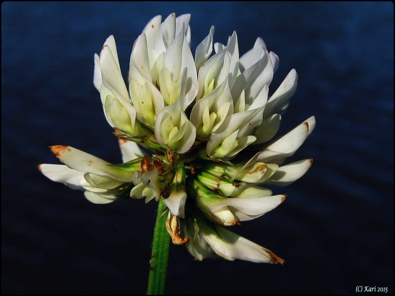 Valokuvaaja: Kari Saarinen Valokuvaaja: Kari Saarinen