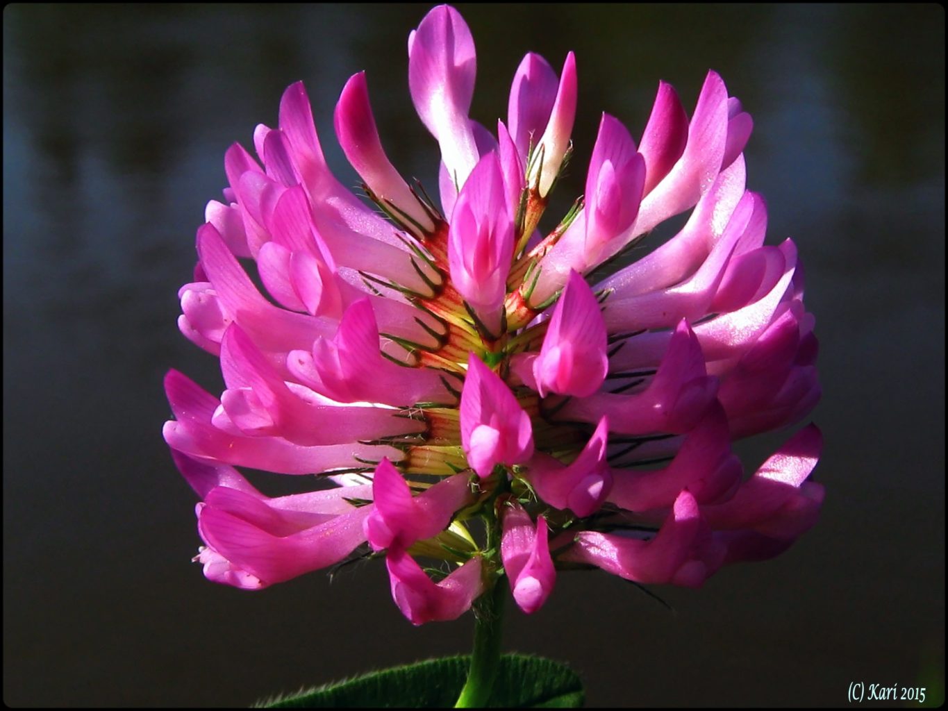 Valokuvaaja: Kari Saarinen Valokuvaaja: Kari Saarinen