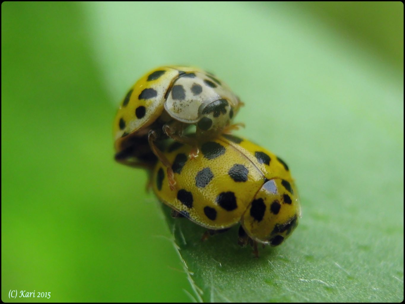 Valokuvaaja: Kari Saarinen