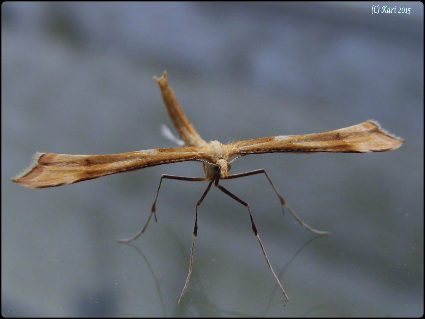 Valokuvaaja: Kari Saarinen Valokuvaaja: Kari Saarinen