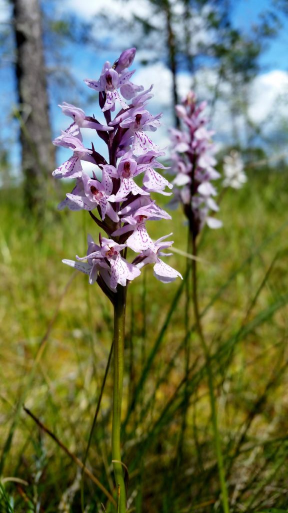 Valokuvaaja: Tuulikki Piikkilä