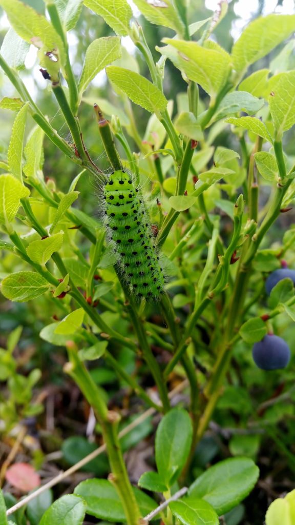 Valokuvaaja: Tuulikki Piikkilä Valokuvaaja: Tuulikki Piikkilä