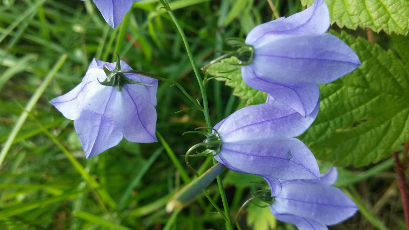 Valokuvaaja: tapio keinonen