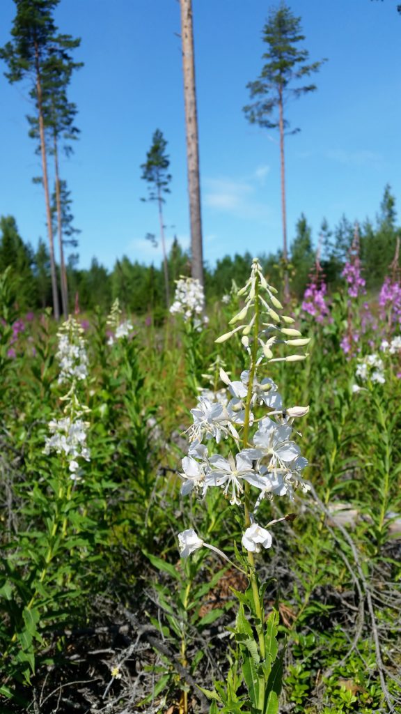 Valokuvaaja: Tuulikki Piikkilä Valokuvaaja: Tuulikki Piikkilä