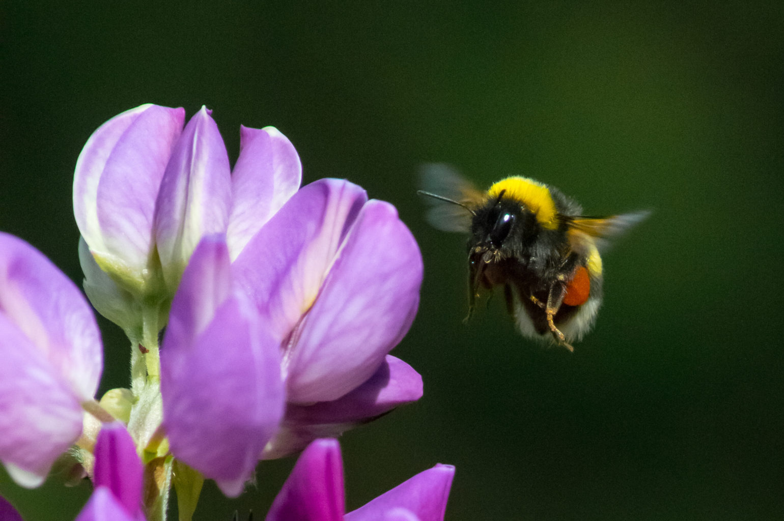 Valokuvaaja: Terho Männistö