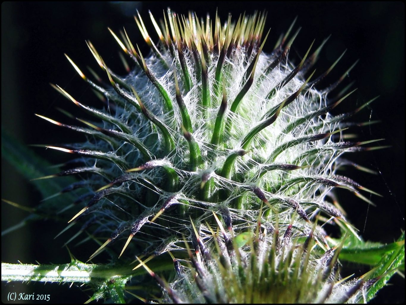 Valokuvaaja: Kari Saarinen Valokuvaaja: Kari Saarinen