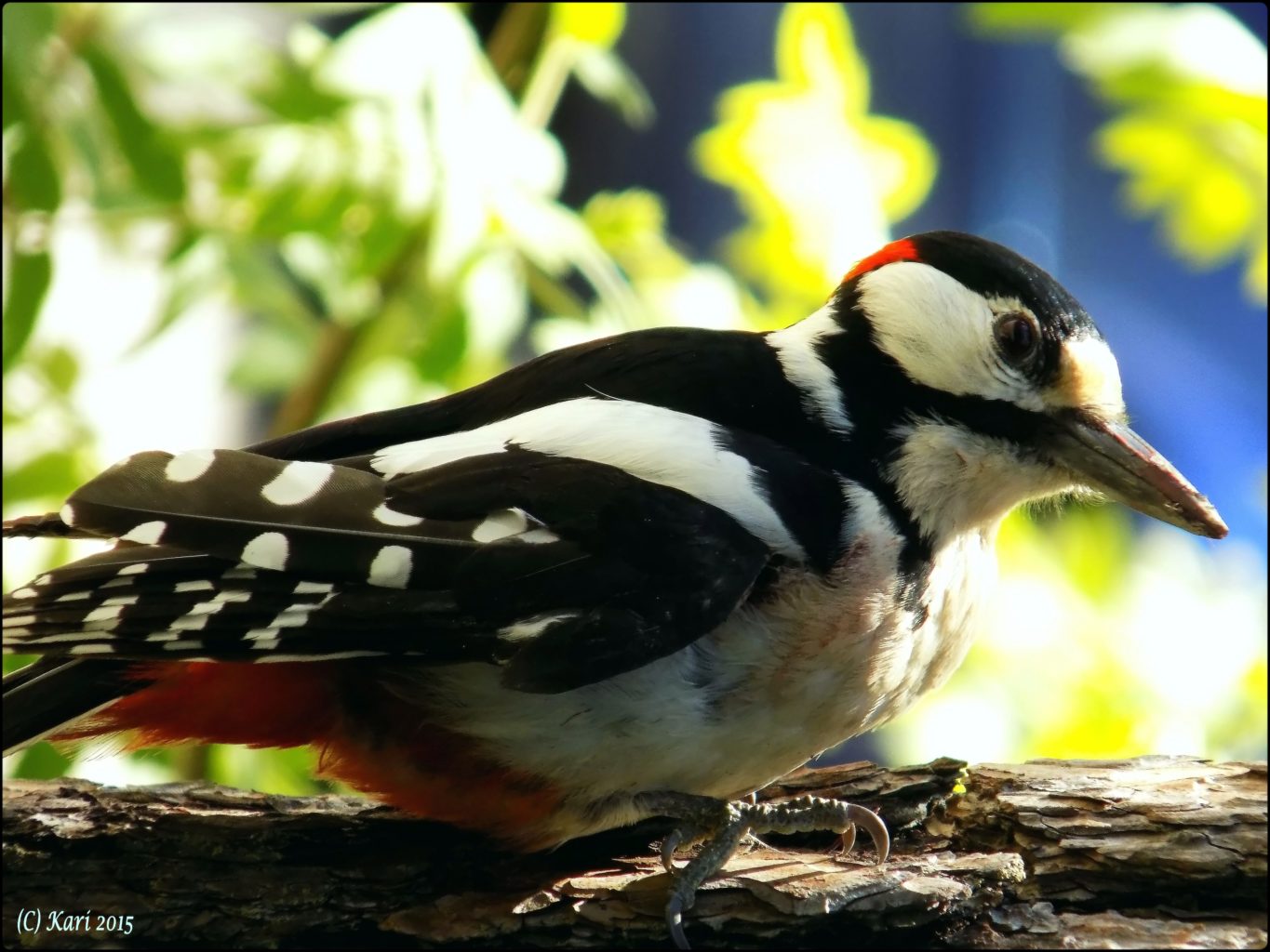 Valokuvaaja: Kari Saarinen
