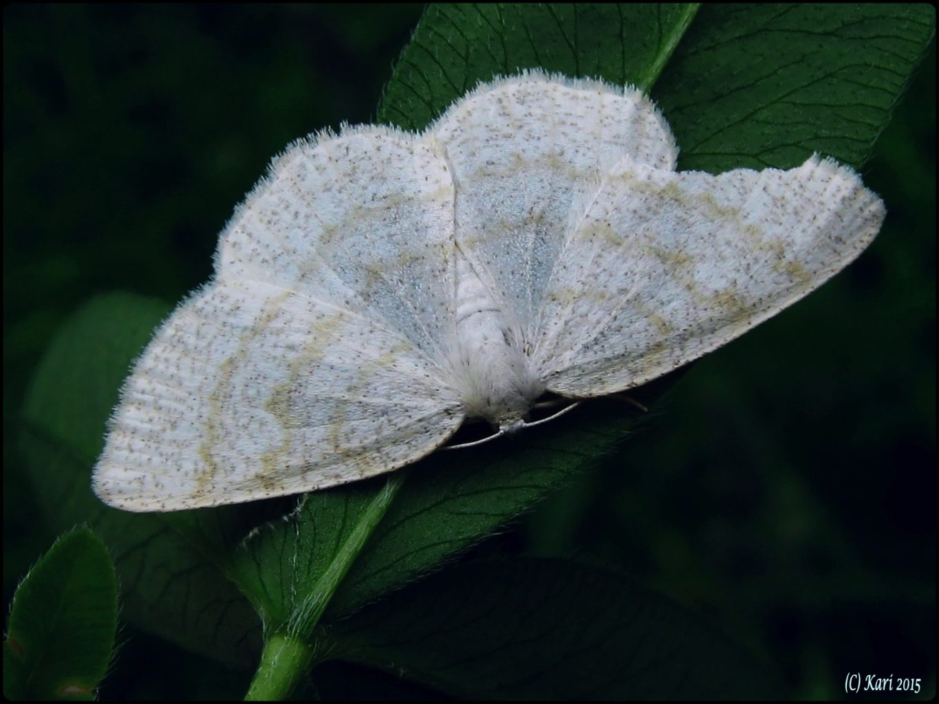 Valokuvaaja: Kari Saarinen