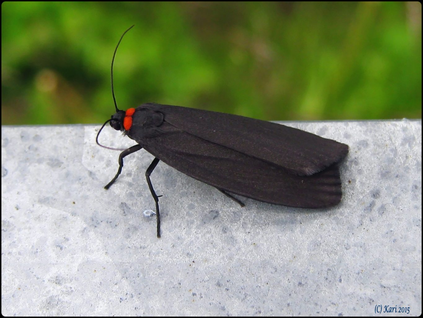 Valokuvaaja: Kari Saarinen