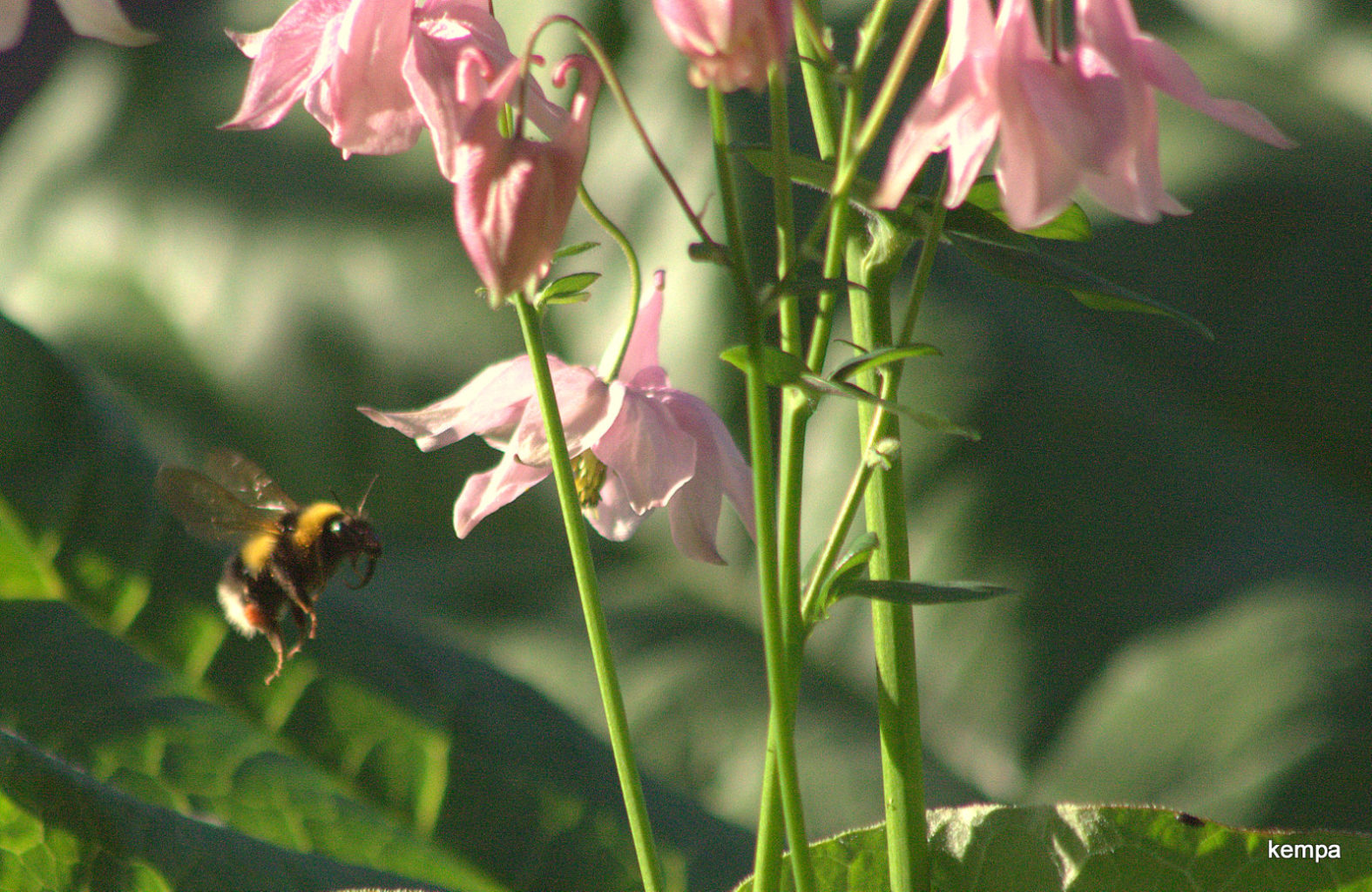 Valokuvaaja: tapio keinonen Valokuvaaja: tapio keinonen