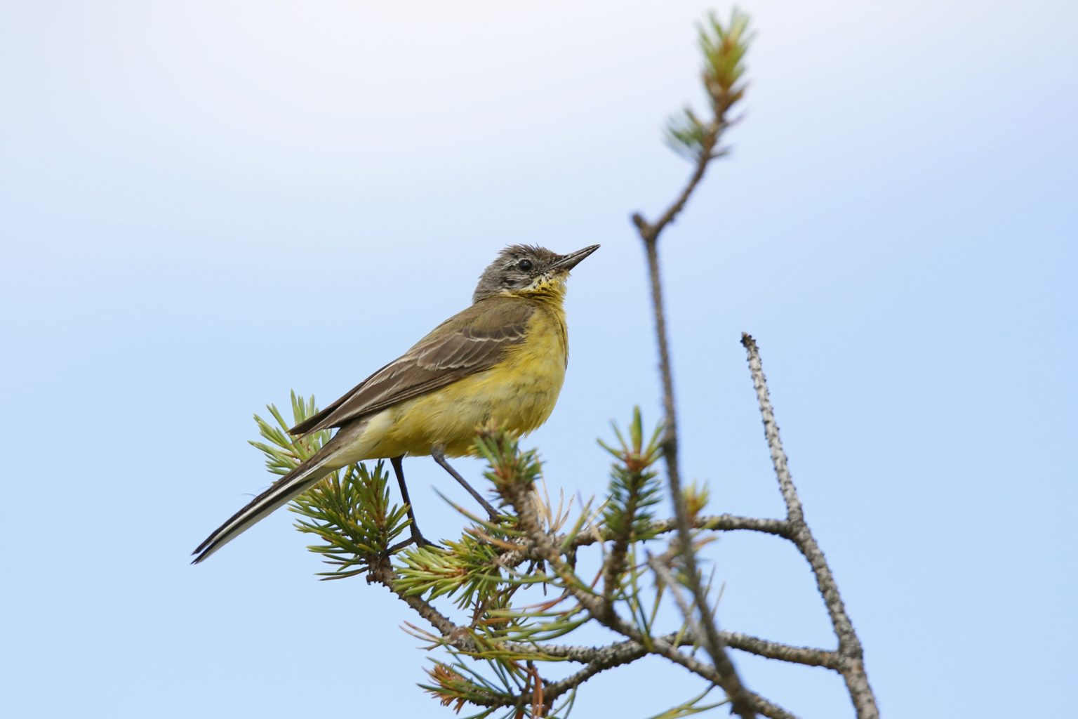 Valokuvaaja: Anne Moilanen