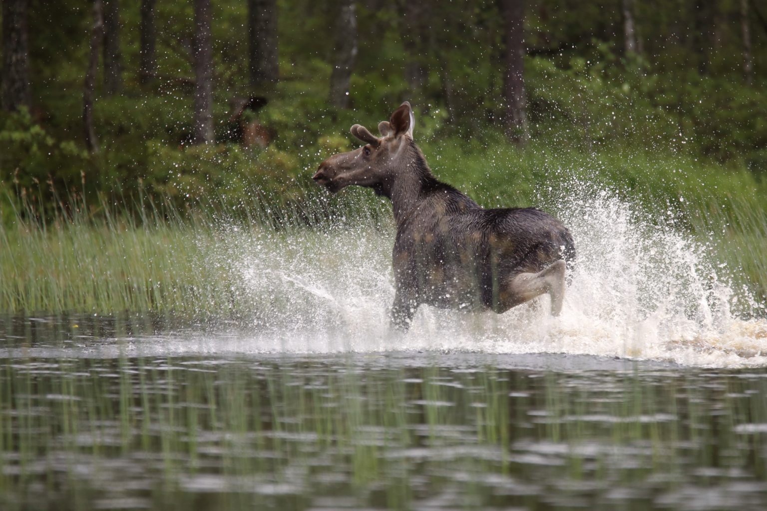 Valokuvaaja: Anne Moilanen