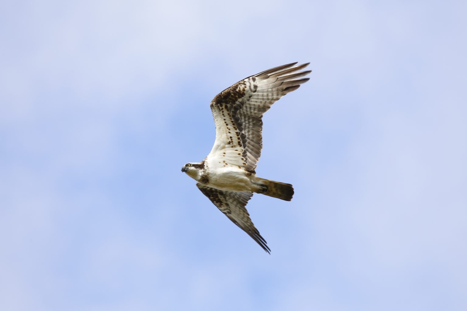 Valokuvaaja: Anne Moilanen