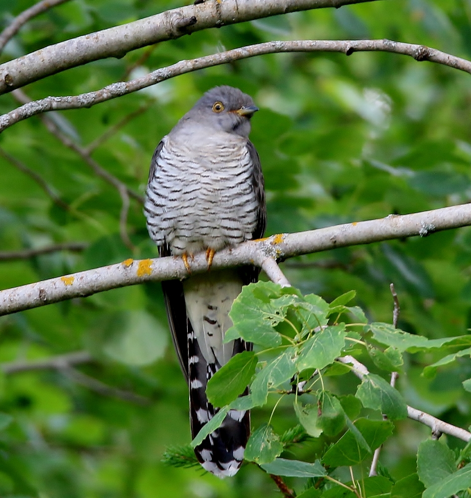 Valokuvaaja: Tuula Pirnes