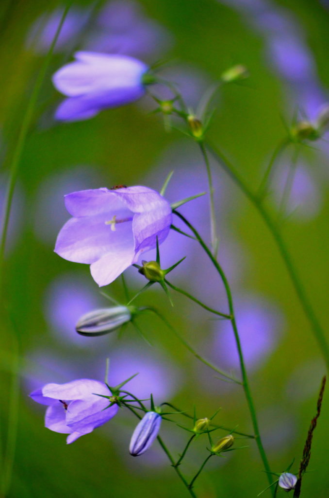 Valokuvaaja: Eija Varjola