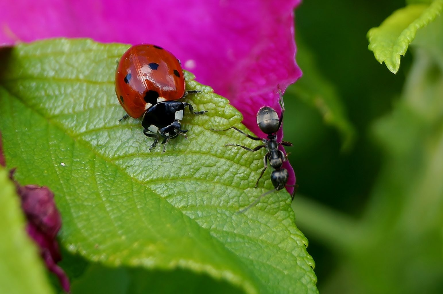 Valokuvaaja: Maarit Siitonen Valokuvaaja: Maarit Siitonen