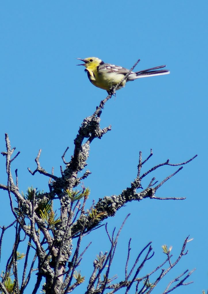 Valokuvaaja: Maarit Siitonen