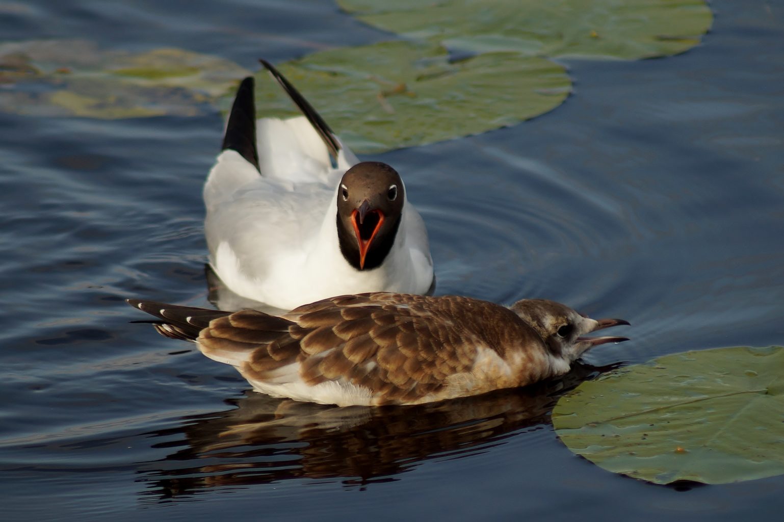 Valokuvaaja: Maarit Siitonen