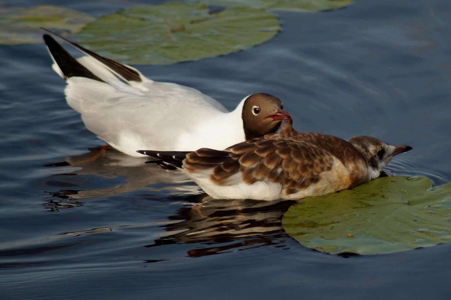 Valokuvaaja: Maarit Siitonen