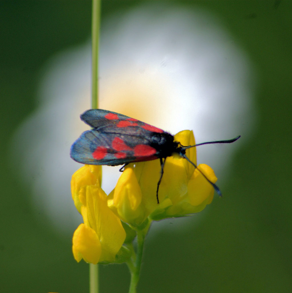 Valokuvaaja: Jukka Ylävuo