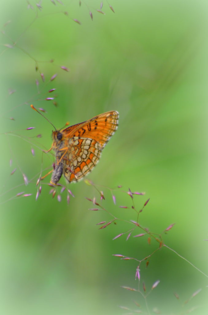 Valokuvaaja: Eija Varjola Valokuvaaja: Eija Varjola