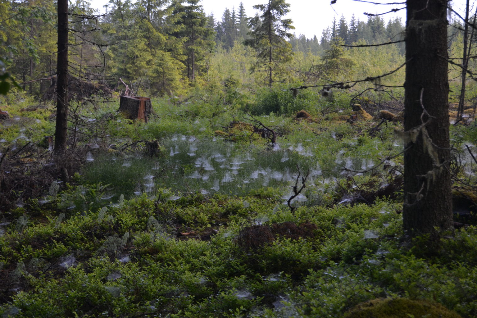 Valokuvaaja: Tuula Puputti