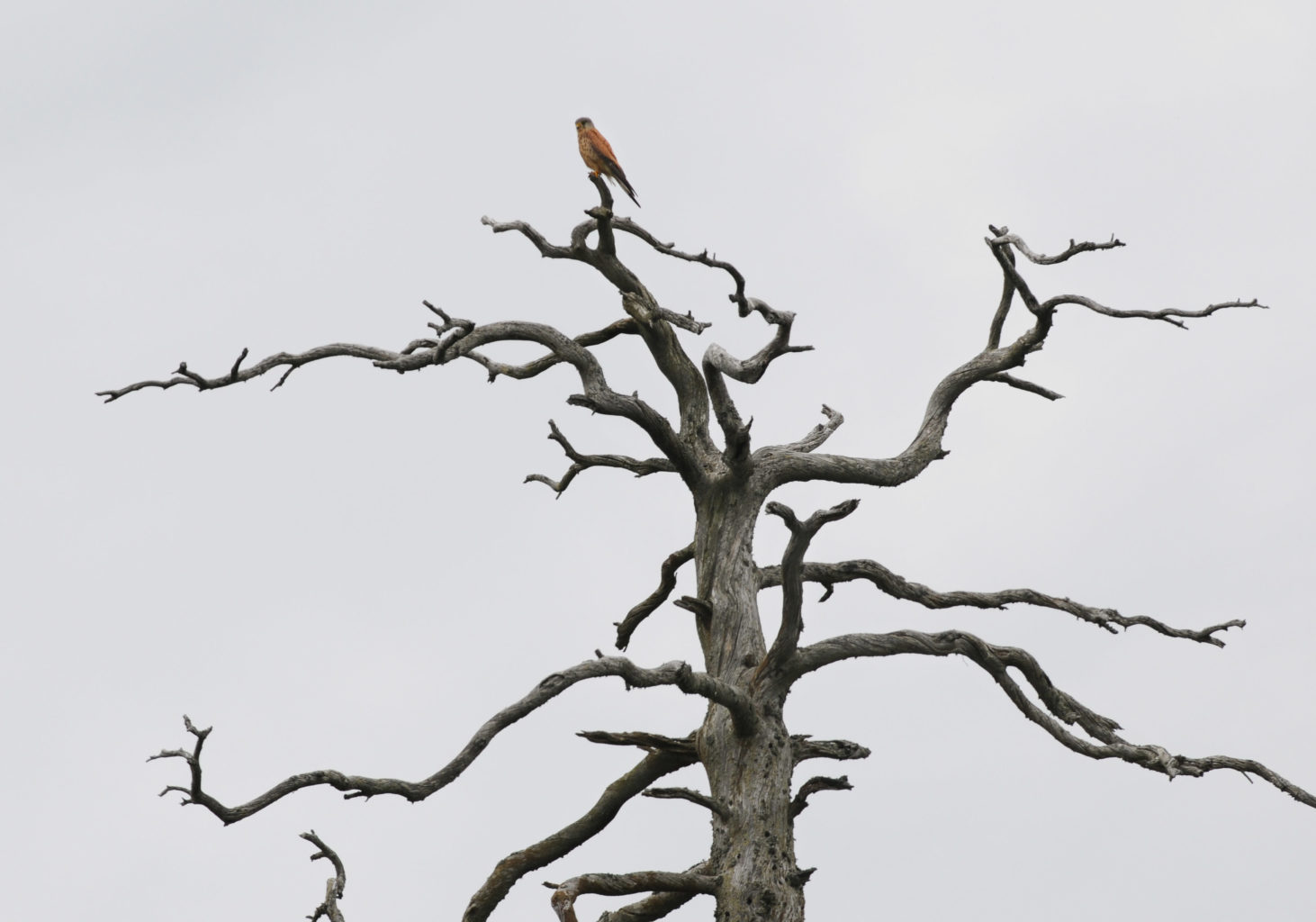 Valokuvaaja: Antje Neumann Valokuvaaja: Antje Neumann