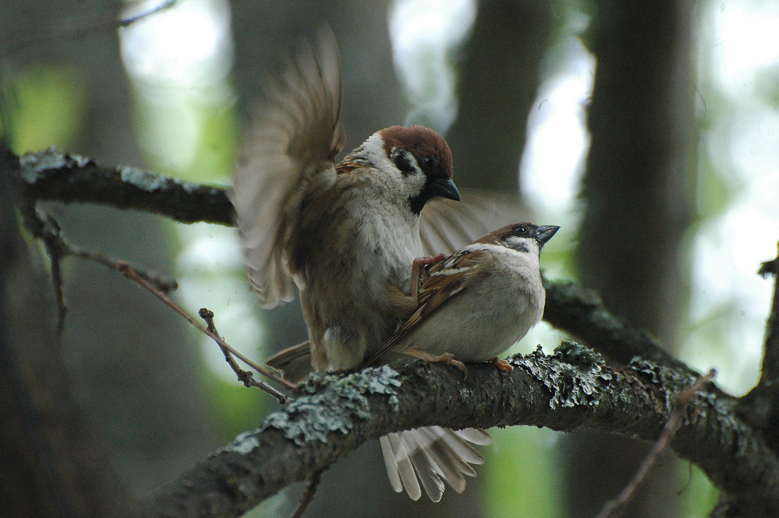 Valokuvaaja: Paavo Siukonen Valokuvaaja: Paavo Siukonen