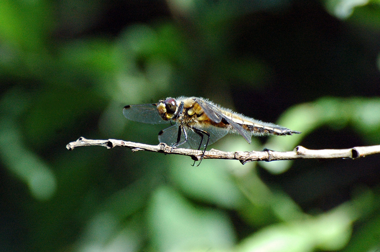 Valokuvaaja: Paavo Siukonen