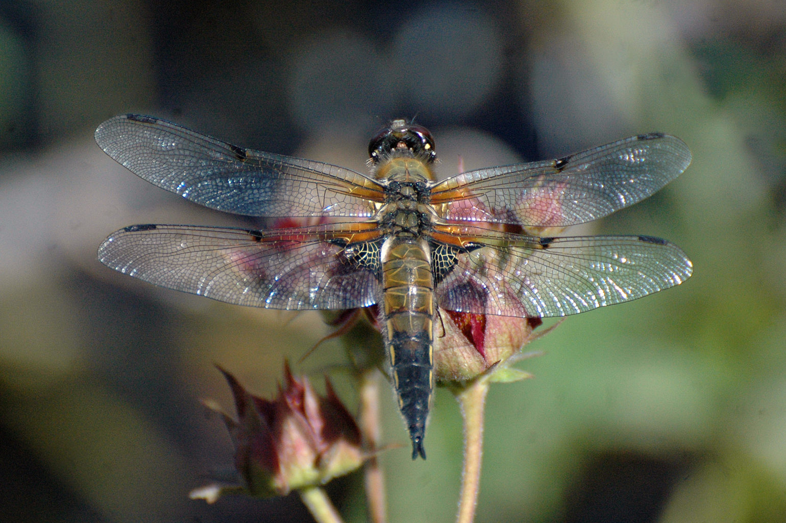 Valokuvaaja: Paavo Siukonen