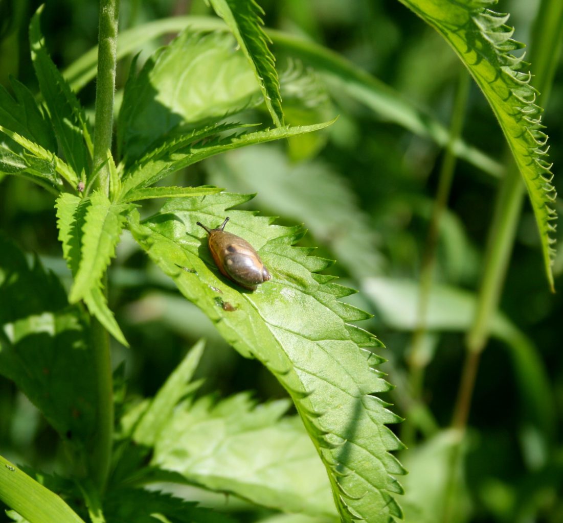 Valokuvaaja: Pirkko Siukonen