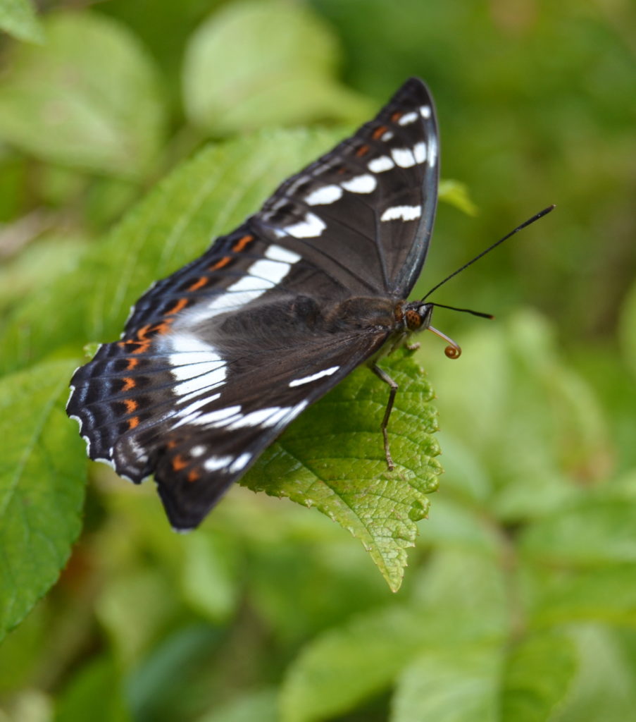Valokuvaaja: Mervi Kaasalainen