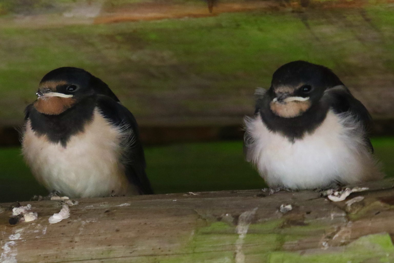 Valokuvaaja: Kauko Simonen