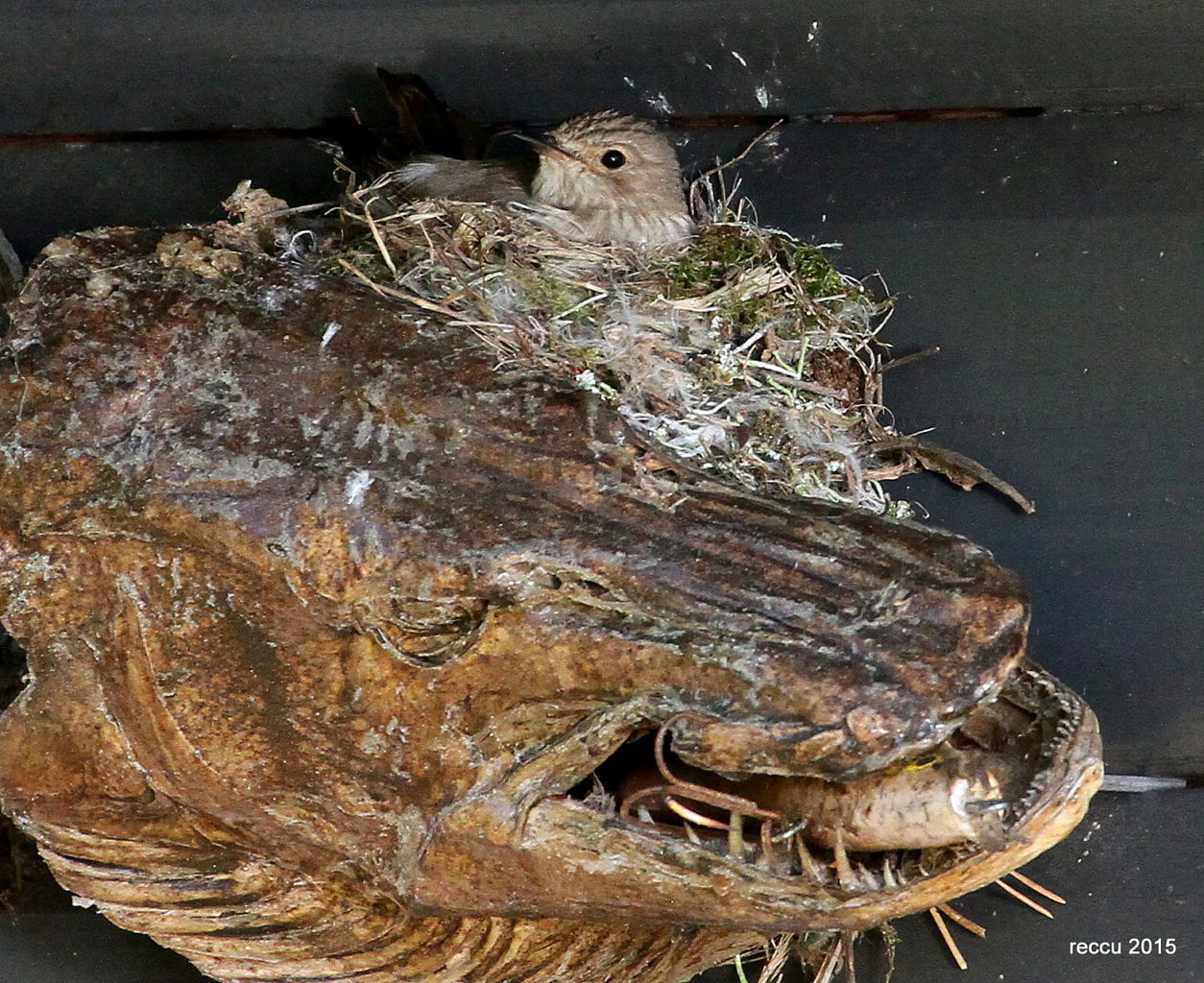 Valokuvaaja: reijo lehtonen